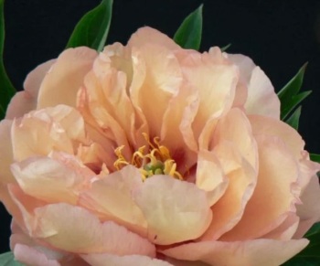 'Canary Brilliants' Intersectional 'Itoh'  Peony Bare root 3/5 nose