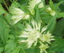 Astrantia major subsp. invoucrata 'Shaggy'