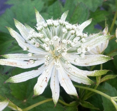 Astrantia 'Superstar' [PBR]