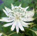 Astrantia 'Superstar' [PBR]