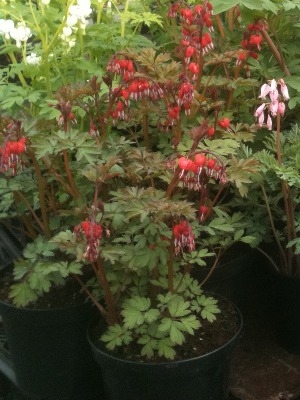 Lamprocapnos spectabilis Valentine Syn Dicentra spectabilis Valentine