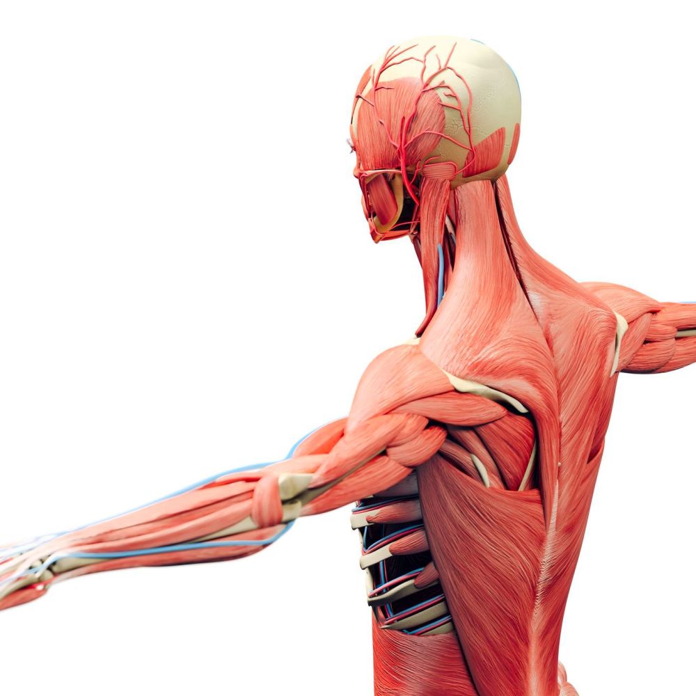 Anatomy & Physiology (Level 3) Online Course (CPD Accredited)
