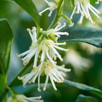 Sarcococca confusa  2 Ltr pot