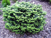 This is a lovely, dwarf evergreen conifer with a densely-branched, rounded growth habit. It is a compact, broad and mound-like conifer with tidy green