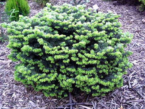 This is a lovely, dwarf evergreen conifer with a densely-branched, rounded 