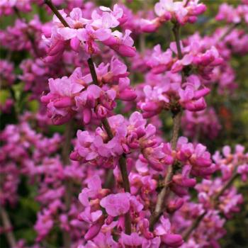 Cercis chinensis 'Avondale'