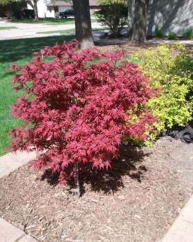 Acer palmatum pixie