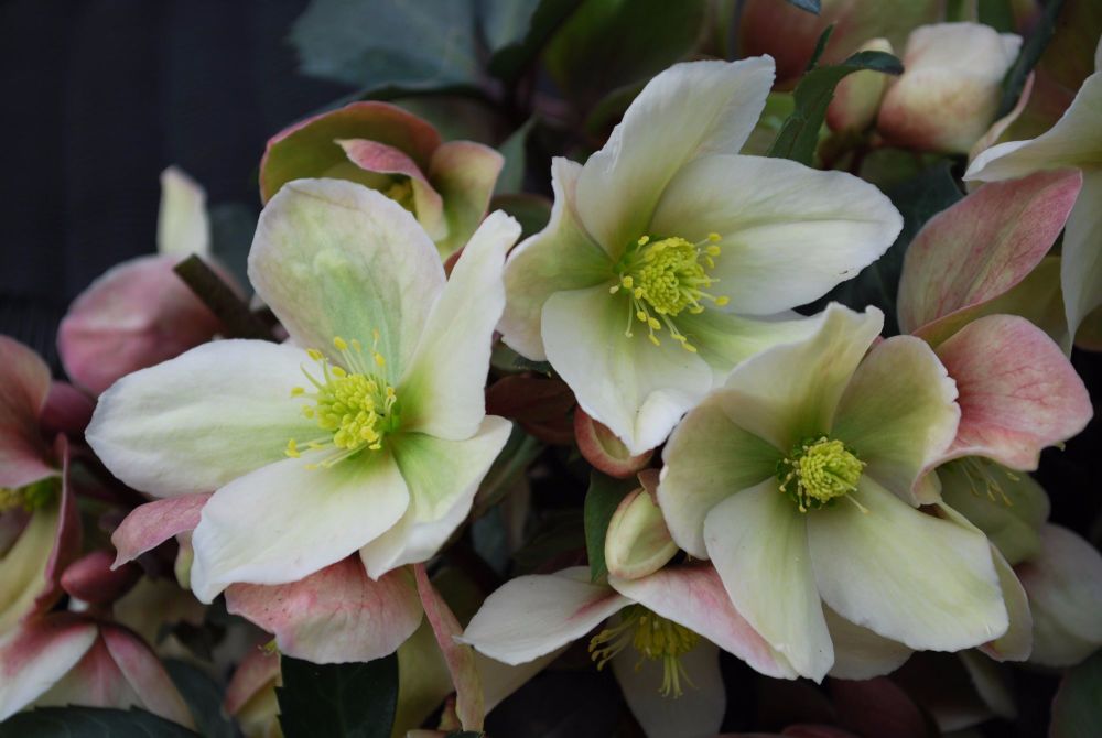Helleborus Winter`Sunshine 3L POT