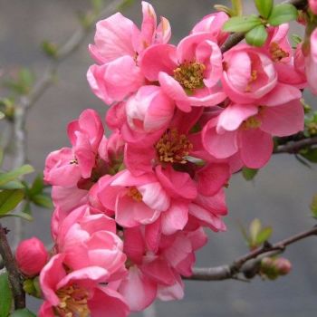Chaenomeles superba 'Pink Trail' Interpitra - Japanese Quince