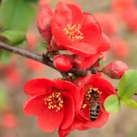 Chaenomeles japonica 'Sargentii' Flowering Quince, Japanese Quince, Japonica