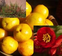 Chaenomeles x superba Crimson and Gold (japanese quince)