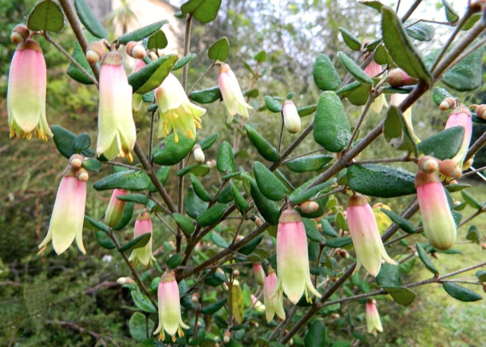Correa backhouseana (Australian fuchsia)