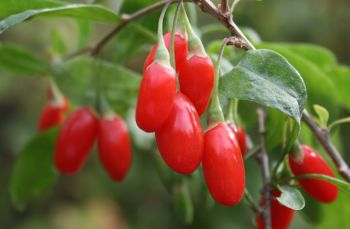 Goji Berry, Lycium Sweet Lifeberry