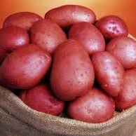 Seed Potatoes Main Crop Rooster - 2kg