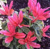 Photinia Pink Crispy