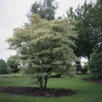 Cornus alternifolia 'Argentea' 
