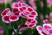 Dianthus Pink Kisses
