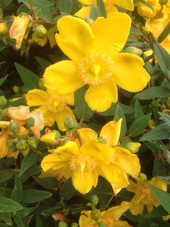 HYPERICUM HIDCOTE