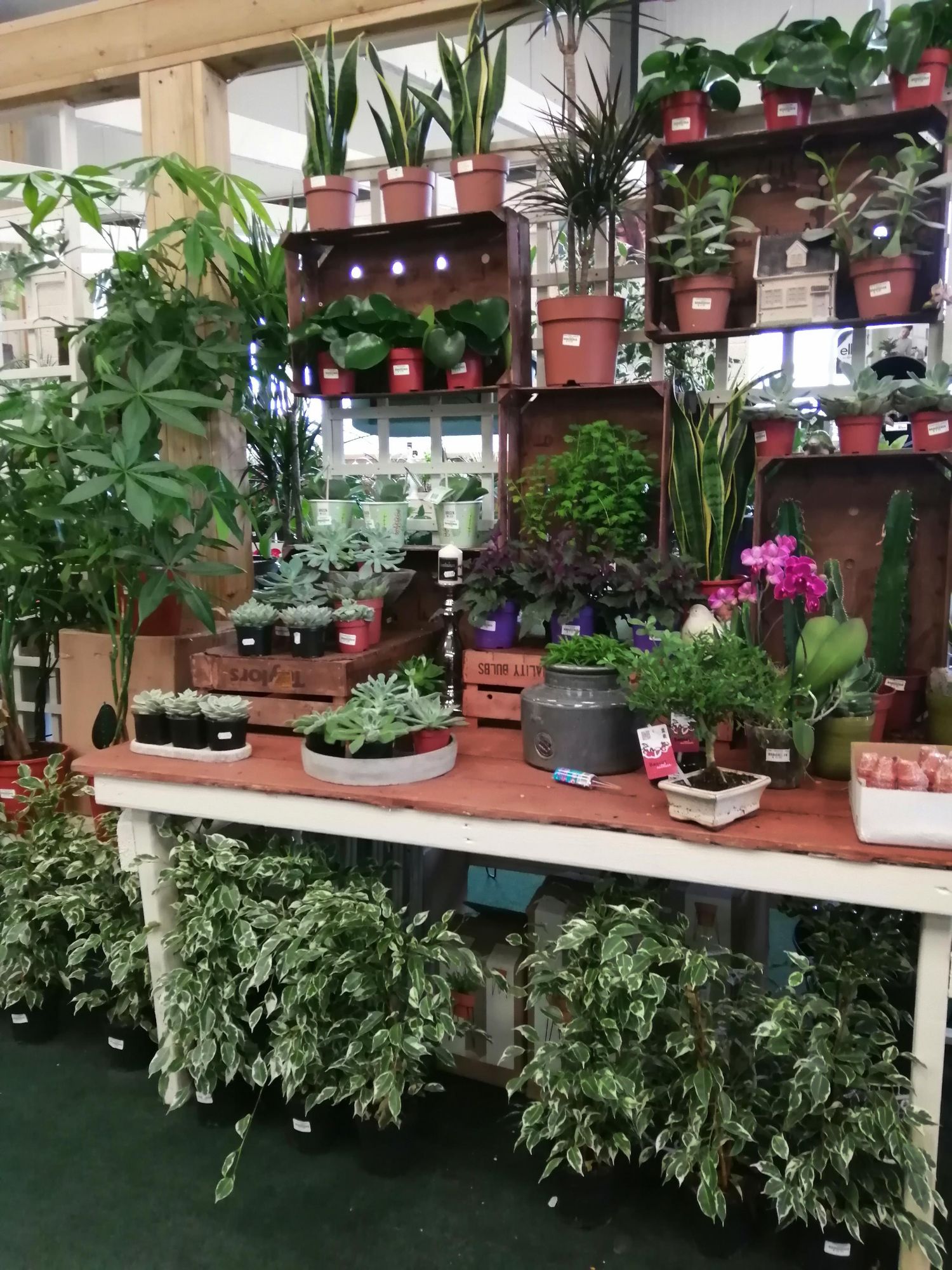 indoor plants area