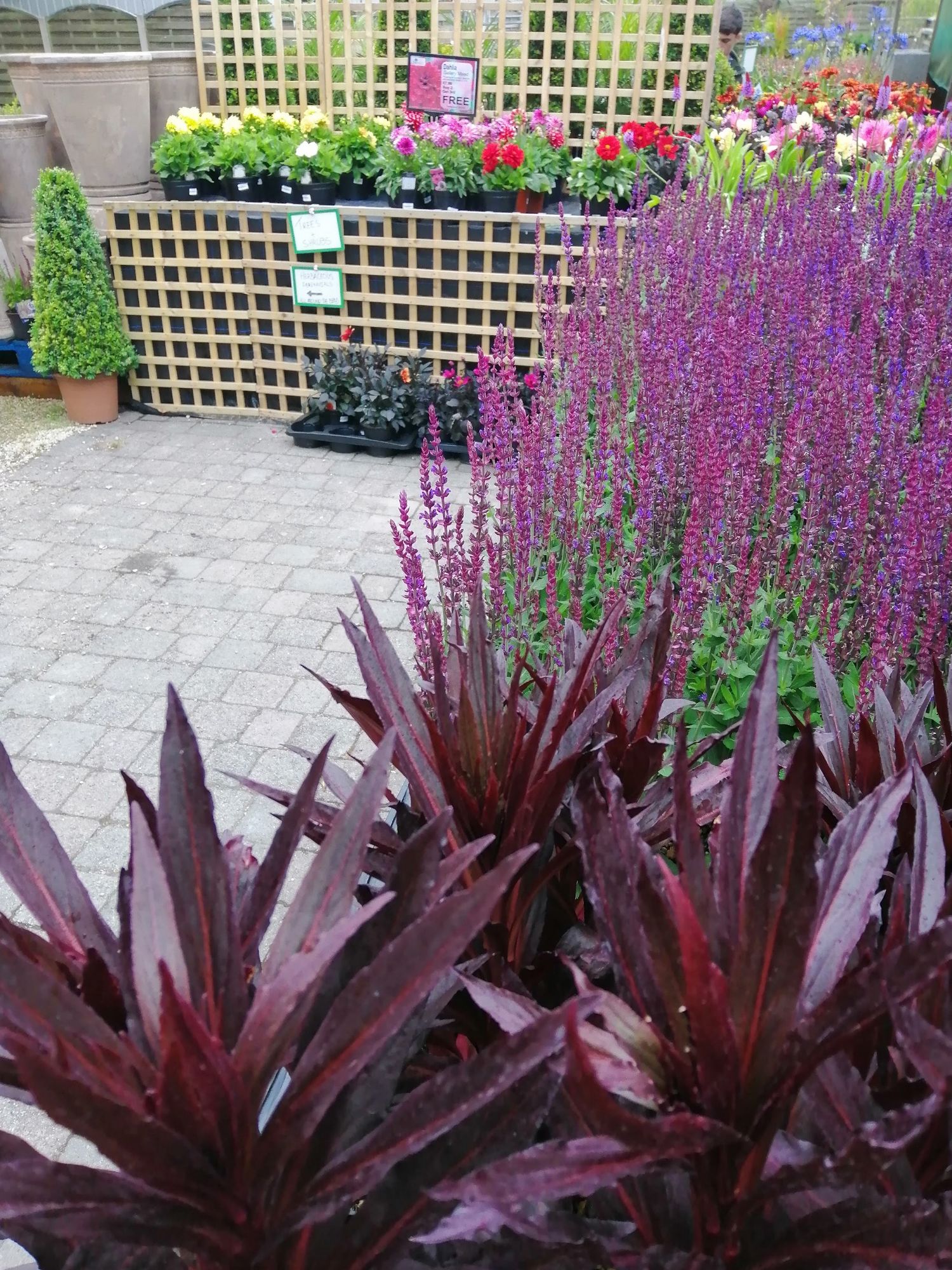 outdoor plants area
