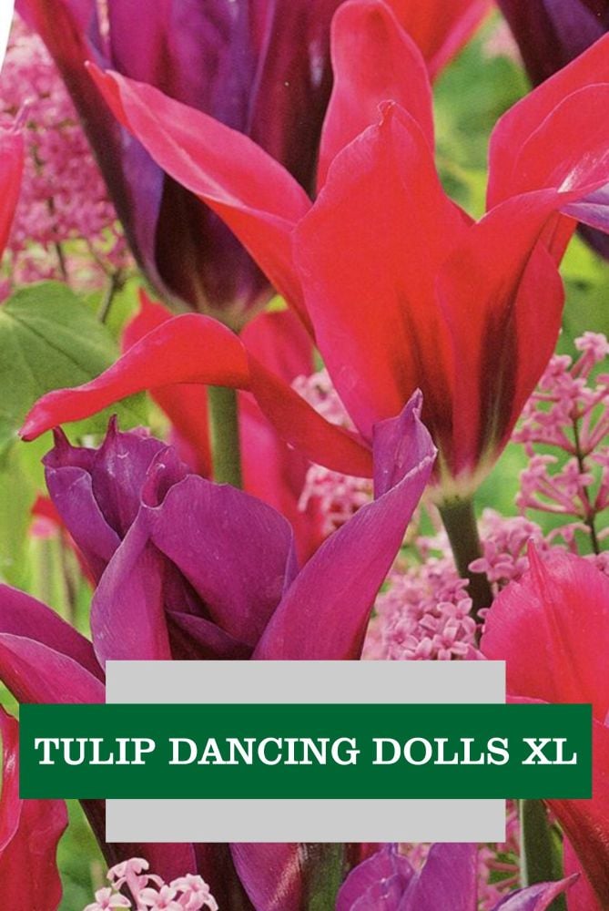 TULIP DANCING DOLLS XL