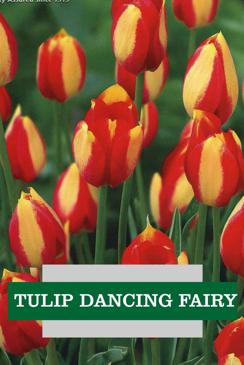 TULIP DANCING FAIRY