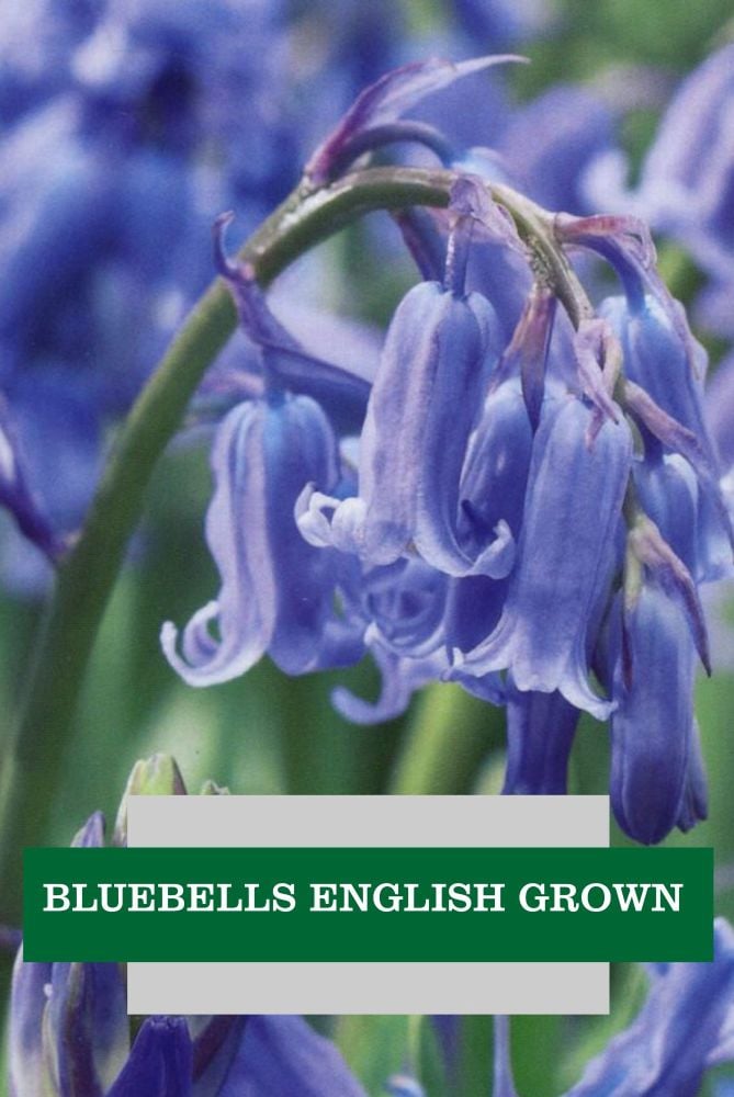 BLUEBELLS ENGLISH GROWN