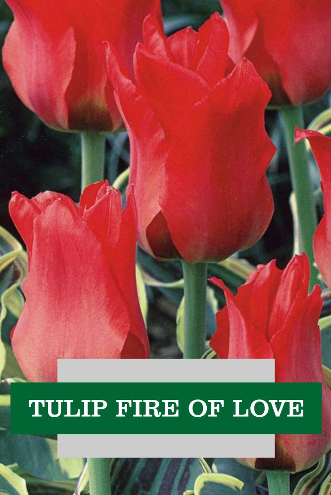 TULIP FIRE OF LOVE