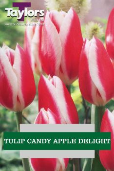 TULIP CANDY APPLE DELIGHT