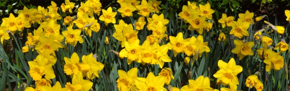 NARCISSUS BULBS