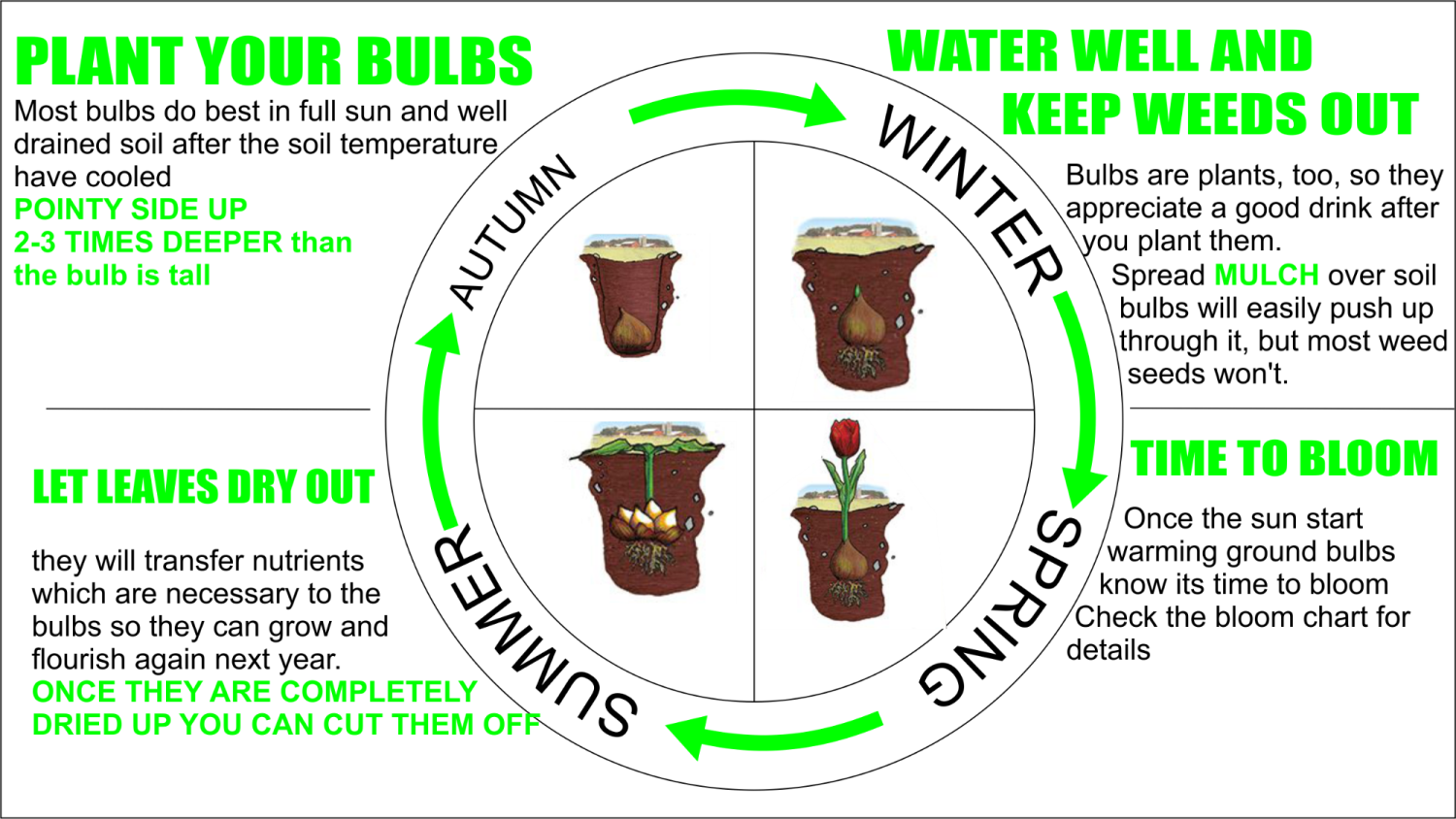 How To Plant Spring BulbsDrinagh Garden Centre