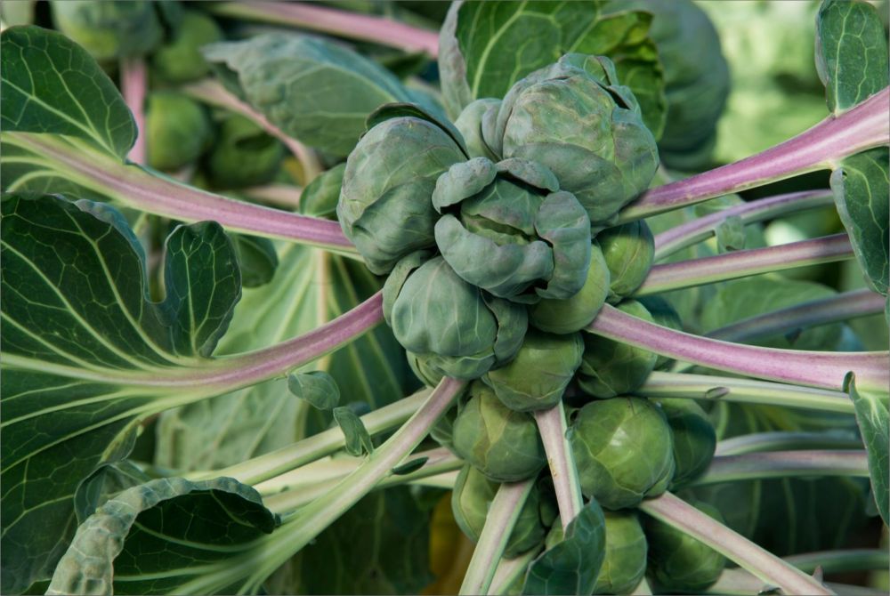 BRUSSEL SPROUTS 