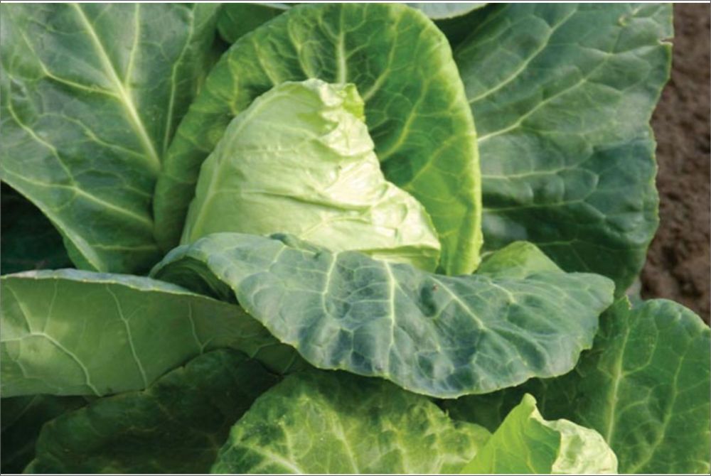CABBAGE HISPI