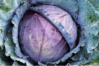 CABBAGE RED