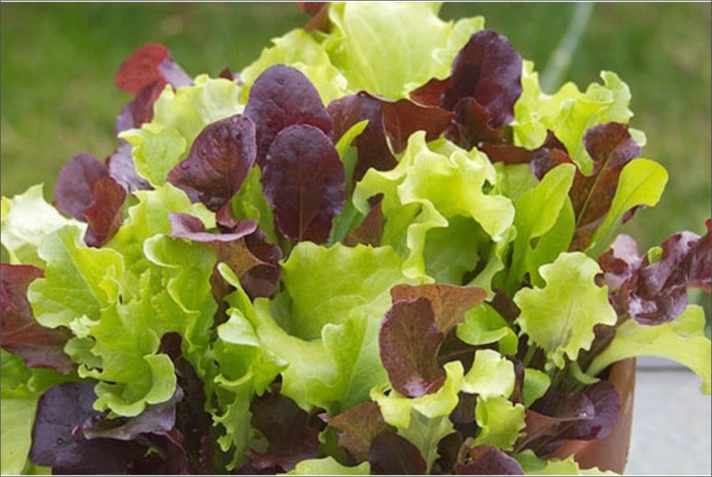 LETTUCE BABYLEAF MIXED 