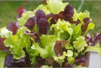 LETTUCE BABYLEAF MIXED