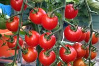 TOMATO SUPERSWEET