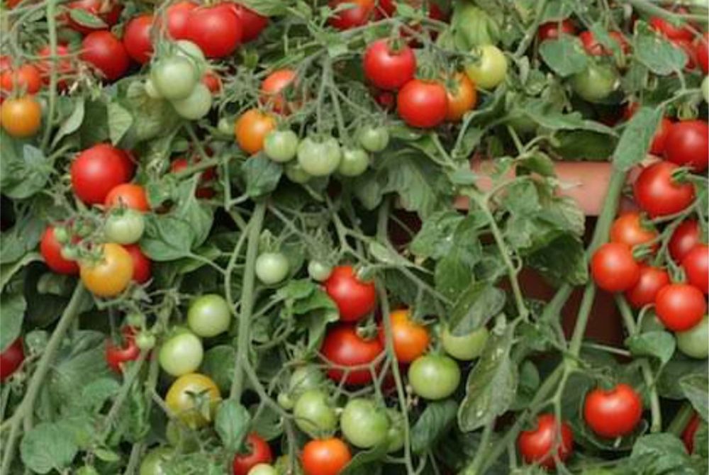 TOMATO RED PROFUSION
