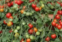 TOMATO RED PROFUSION