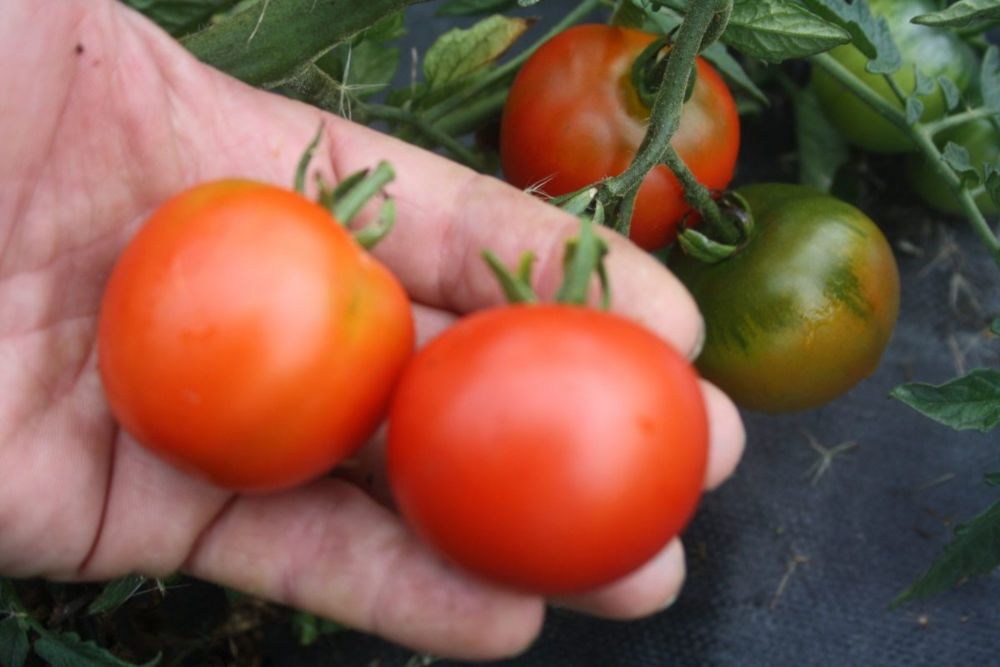 TOMATO AILSA CRAG 