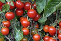 TOMATO ALICANTE