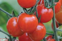 TOMATO SWEET APERTIF