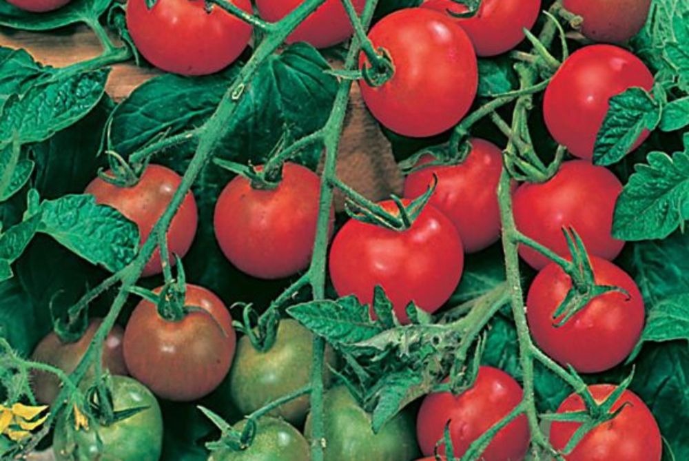 TOMATO GARDENERS DELIGHT