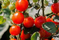 TOMATO MONEY MAKER
