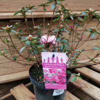AZALEA JAPONICA AMONEA