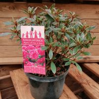 AZALEA JAPONICA HOT SHOT