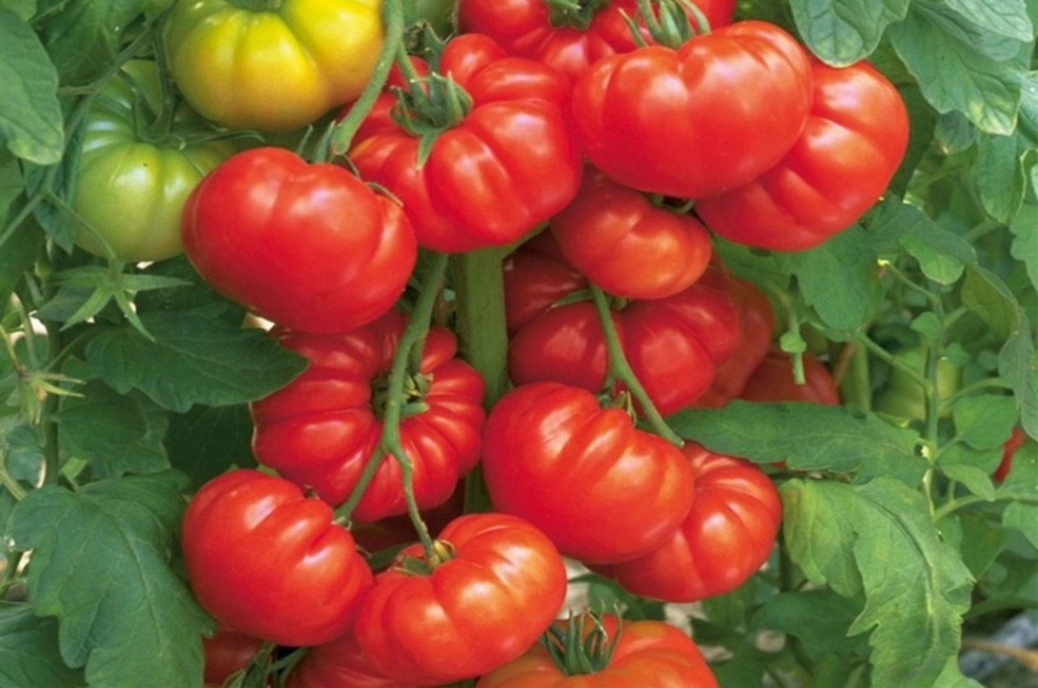Гибриды томатов для теплиц