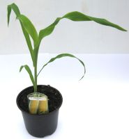 SWEETCORN
