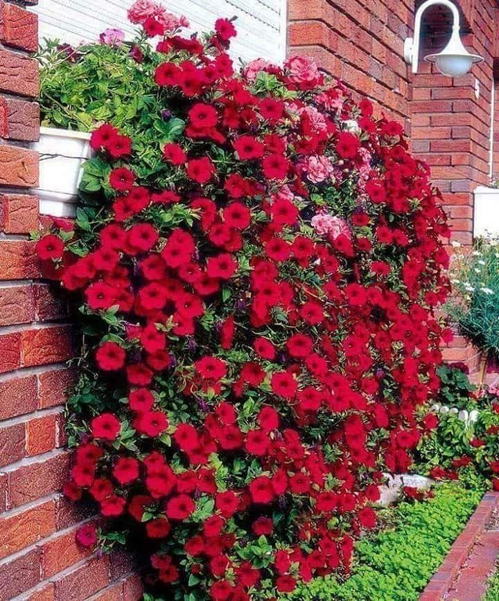 Petunia x atkinsiana	Surfinia®	Scarlet Red 
