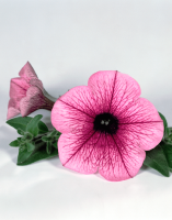 Petunia x atkinsiana Surfinia® Pink Vein